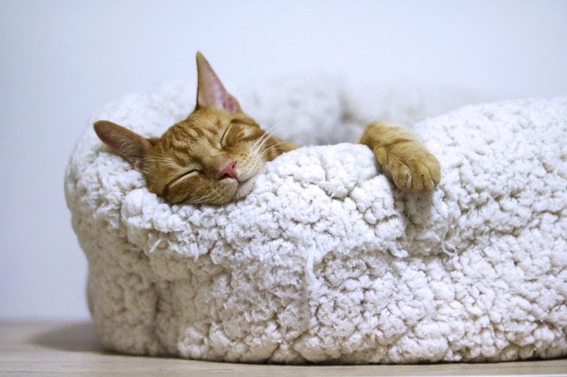 cat relaxing in a snuggly cat bed, lacking in energy.