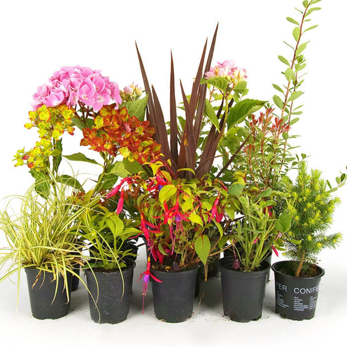 Five garden plants in pots