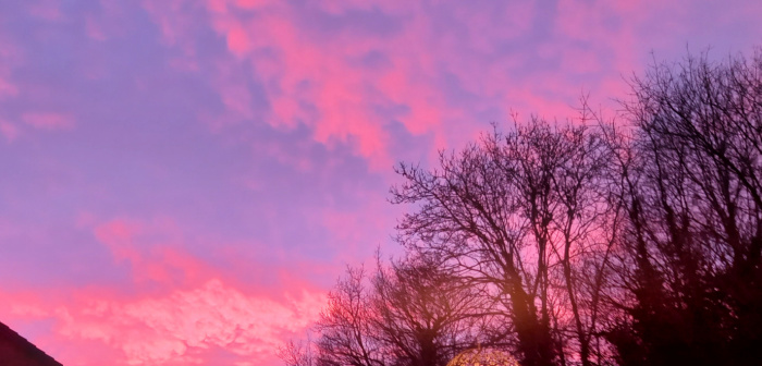 sunset, pink and purple sky and dark leafless trees